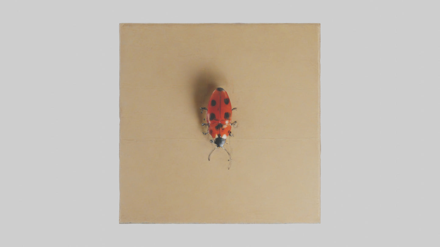 Ladybug sitting model VR / AR / low-poly