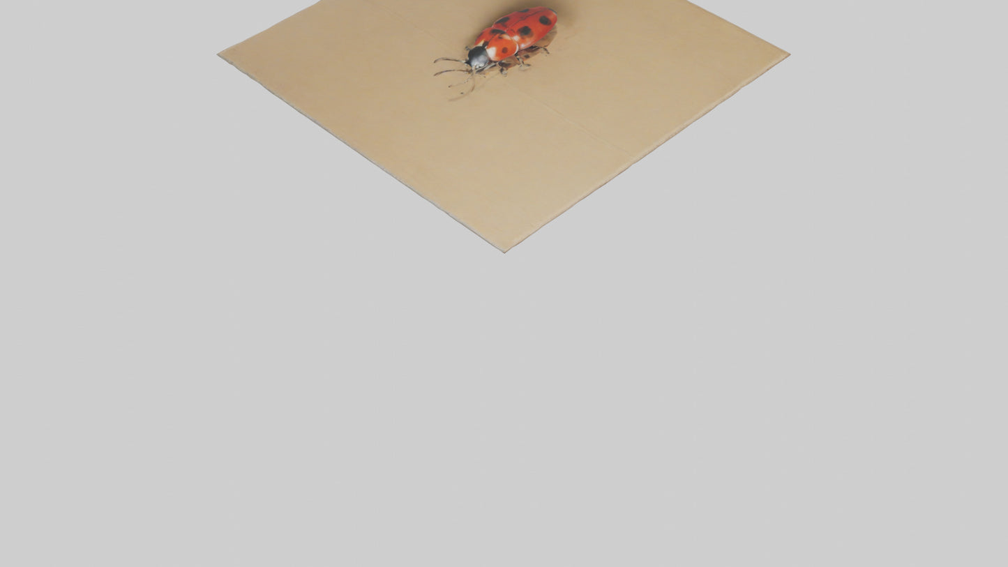 Ladybug sitting model VR / AR / low-poly