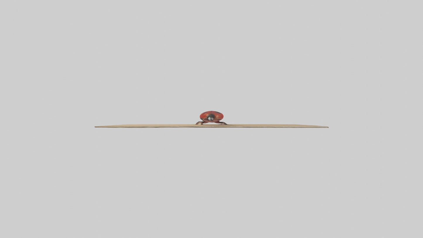 Ladybug sitting model VR / AR / low-poly