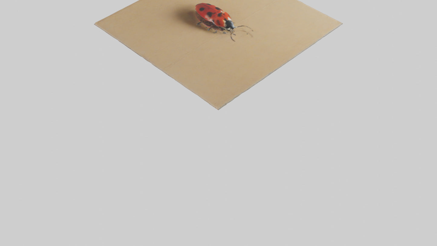Ladybug sitting model VR / AR / low-poly