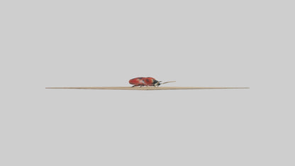 Ladybug sitting model VR / AR / low-poly