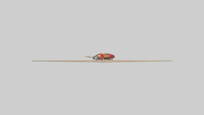 Ladybug sitting model VR / AR / low-poly