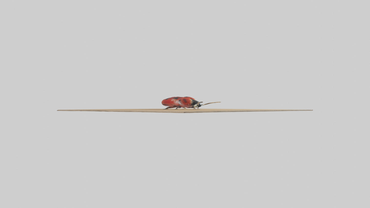 Ladybug sitting model VR / AR / low-poly