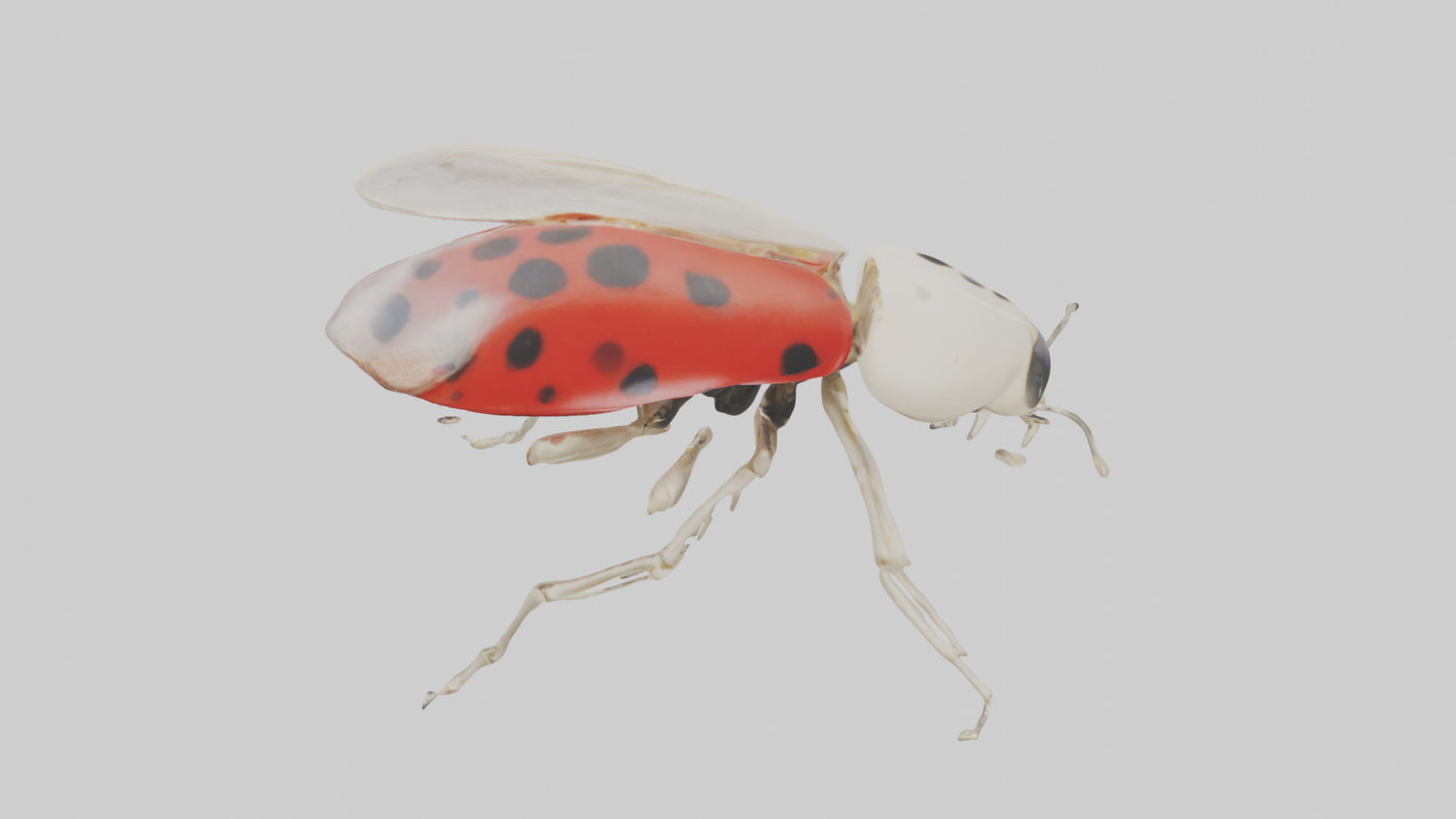 Ladybug Skeleton model 3D model