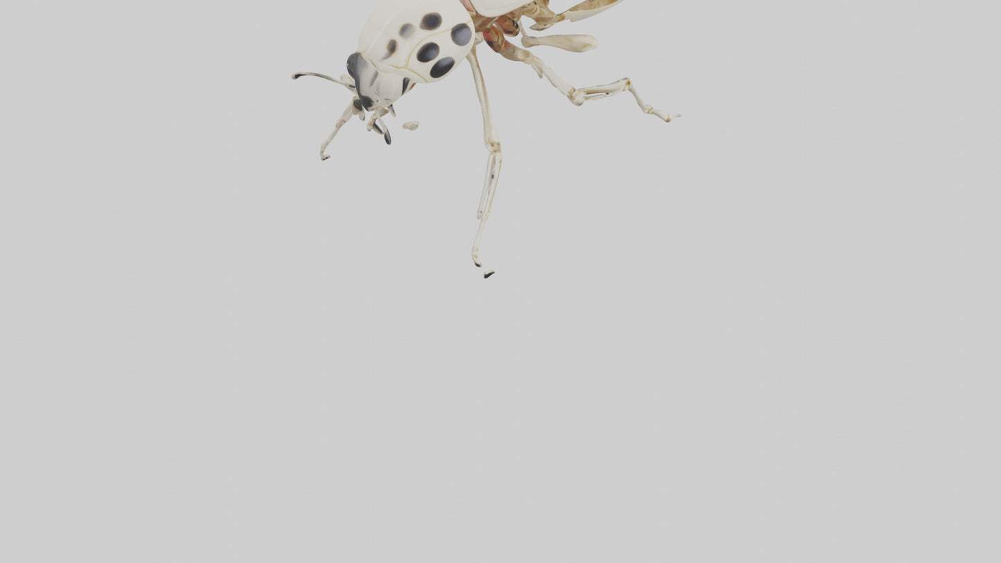 Ladybug Skeleton model 3D model