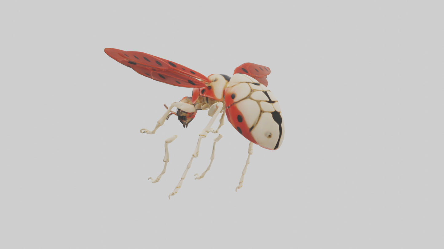 Ladybug Skeleton model 3D model