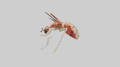 Ladybug Skeleton model 3D model