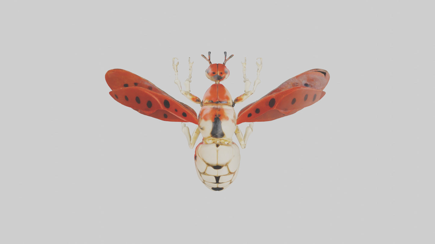 Ladybug Skeleton model 3D model