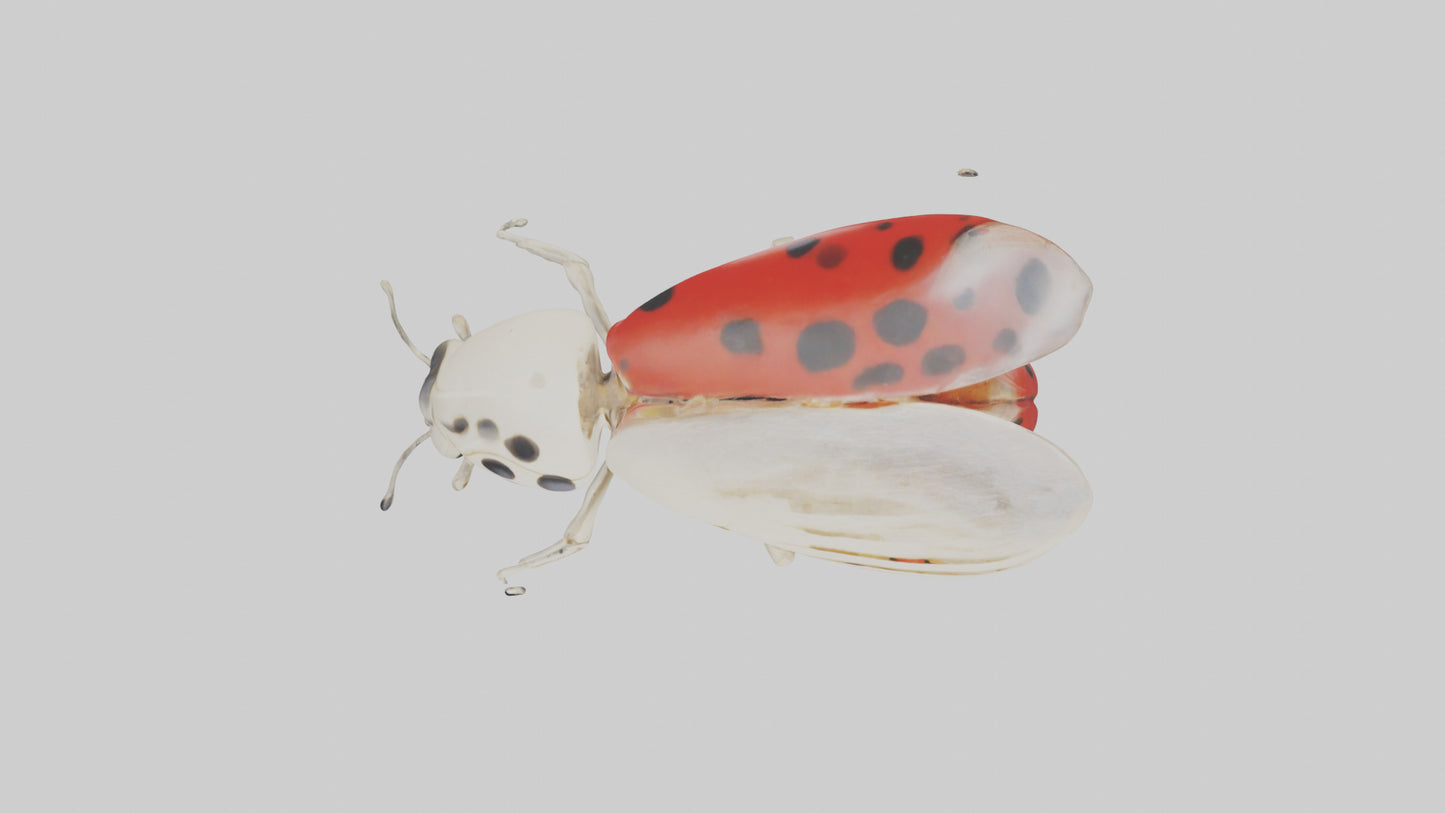 Ladybug Skeleton model 3D model