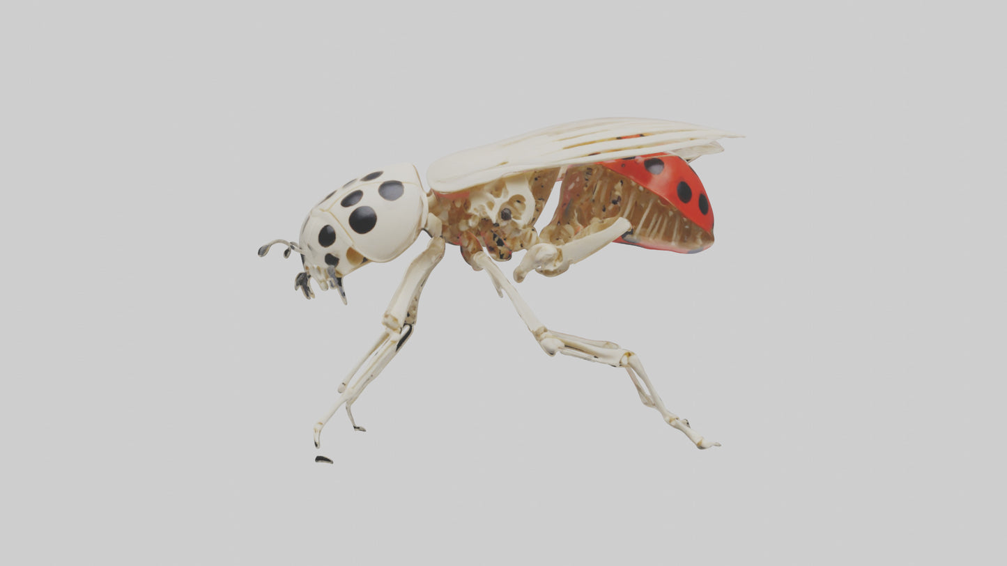 Ladybug Skeleton model 3D model