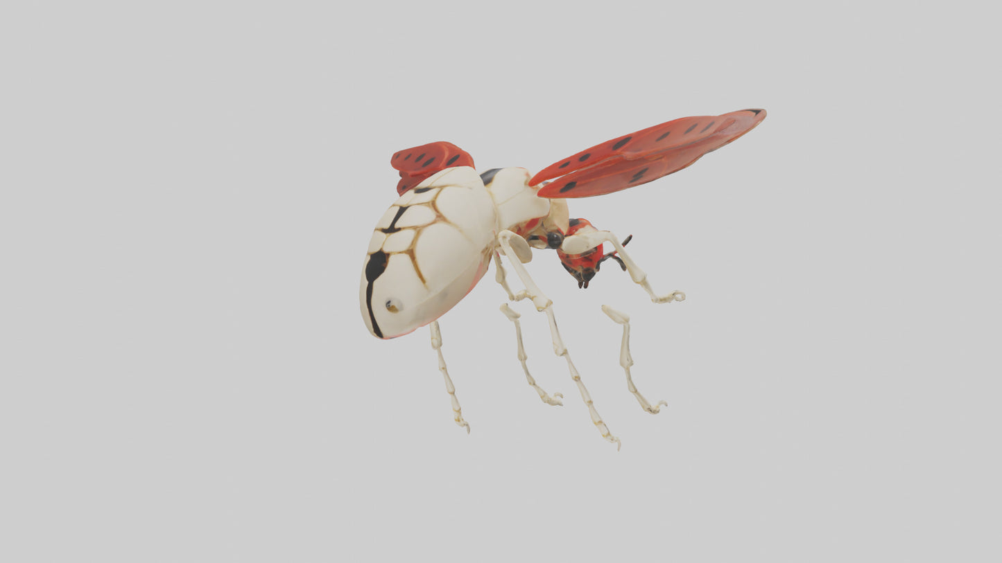 Ladybug Skeleton model 3D model