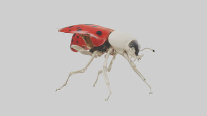 Ladybug Skeleton model 3D model