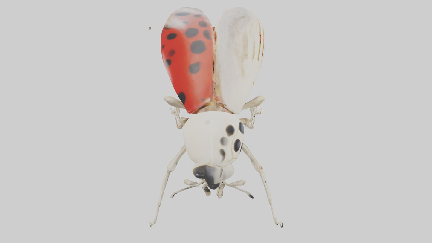 Ladybug Skeleton model 3D model