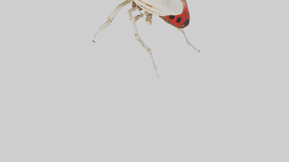 Ladybug Skeleton model 3D model