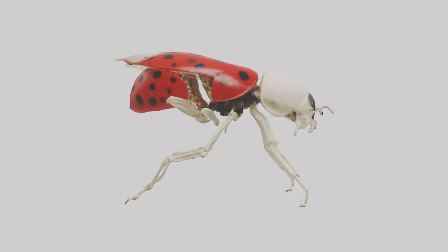 Ladybug Skeleton model 3D model
