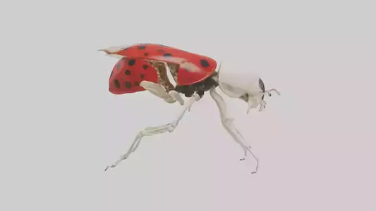 Ladybug Skeleton model 3D model