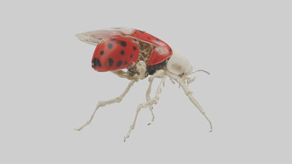 Ladybug Skeleton model 3D model