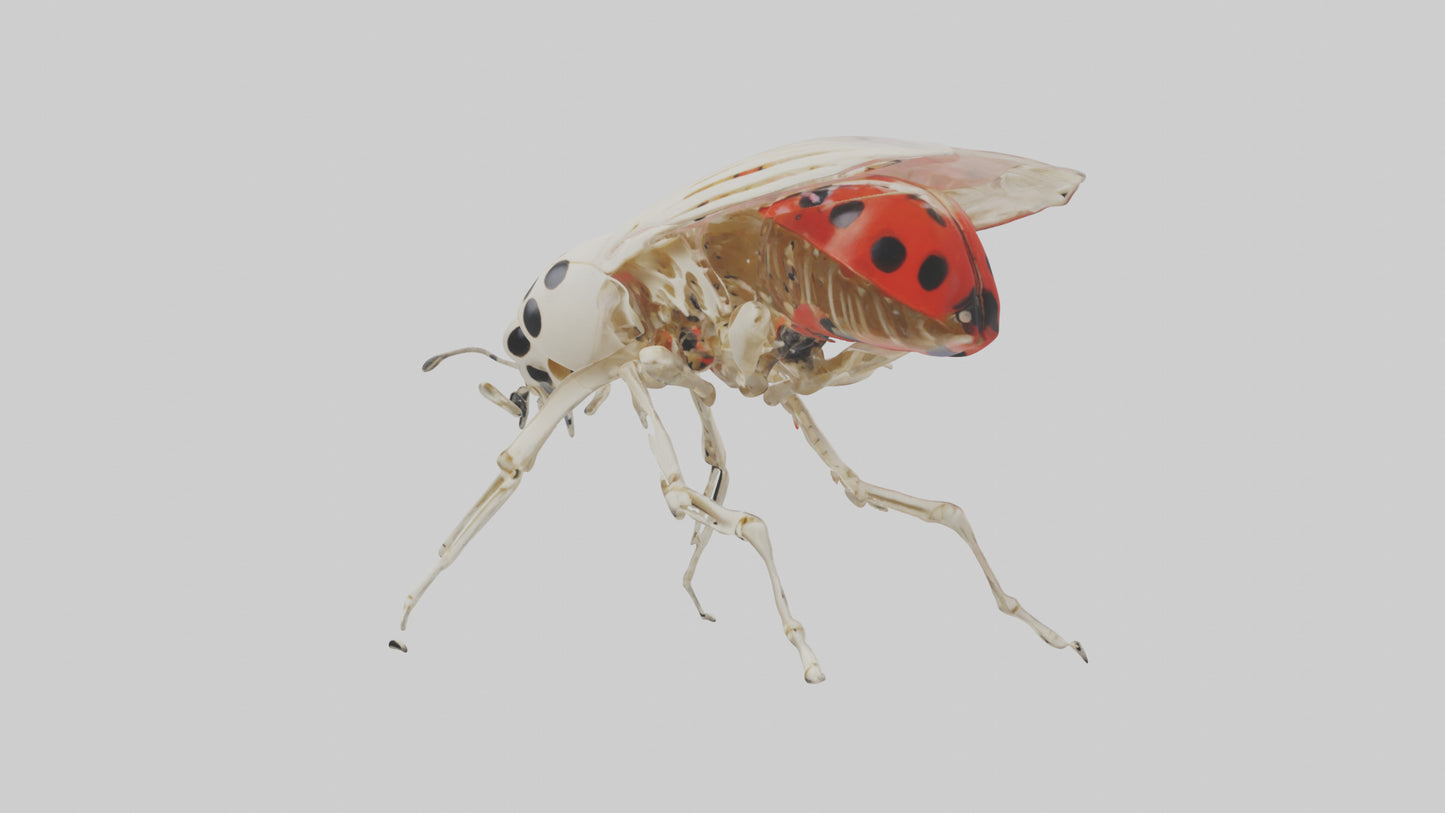 Ladybug Skeleton model 3D model