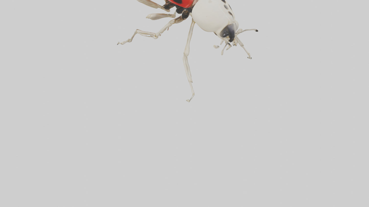 Ladybug Skeleton model 3D model