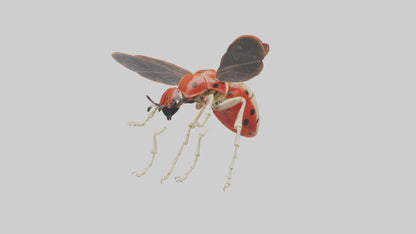 Ladybug Skeleton model 3D model