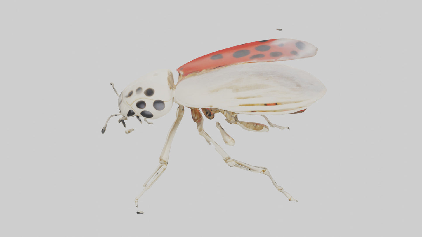 Ladybug Skeleton model 3D model