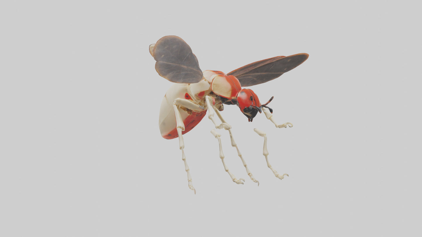 Ladybug Skeleton model 3D model