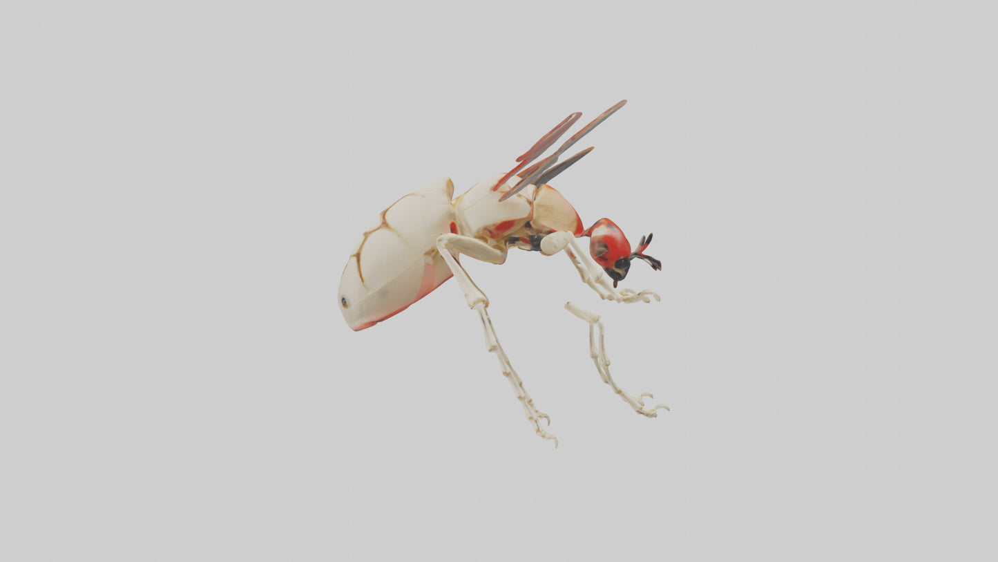 Ladybug Skeleton model 3D model