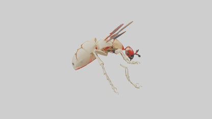 Ladybug Skeleton model 3D model