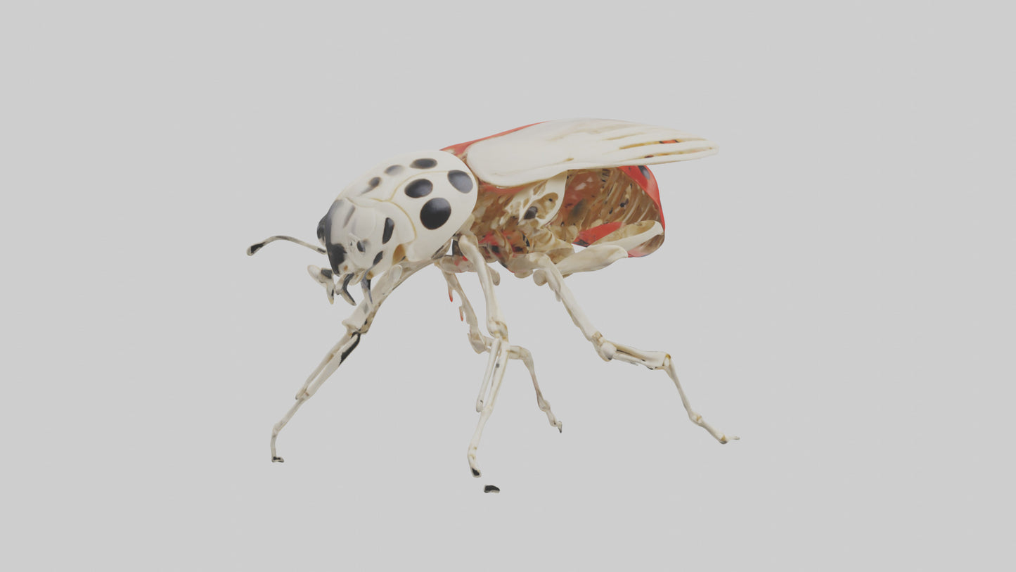 Ladybug Skeleton model 3D model