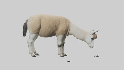 3D model Lama grazing model VR / AR / low-poly