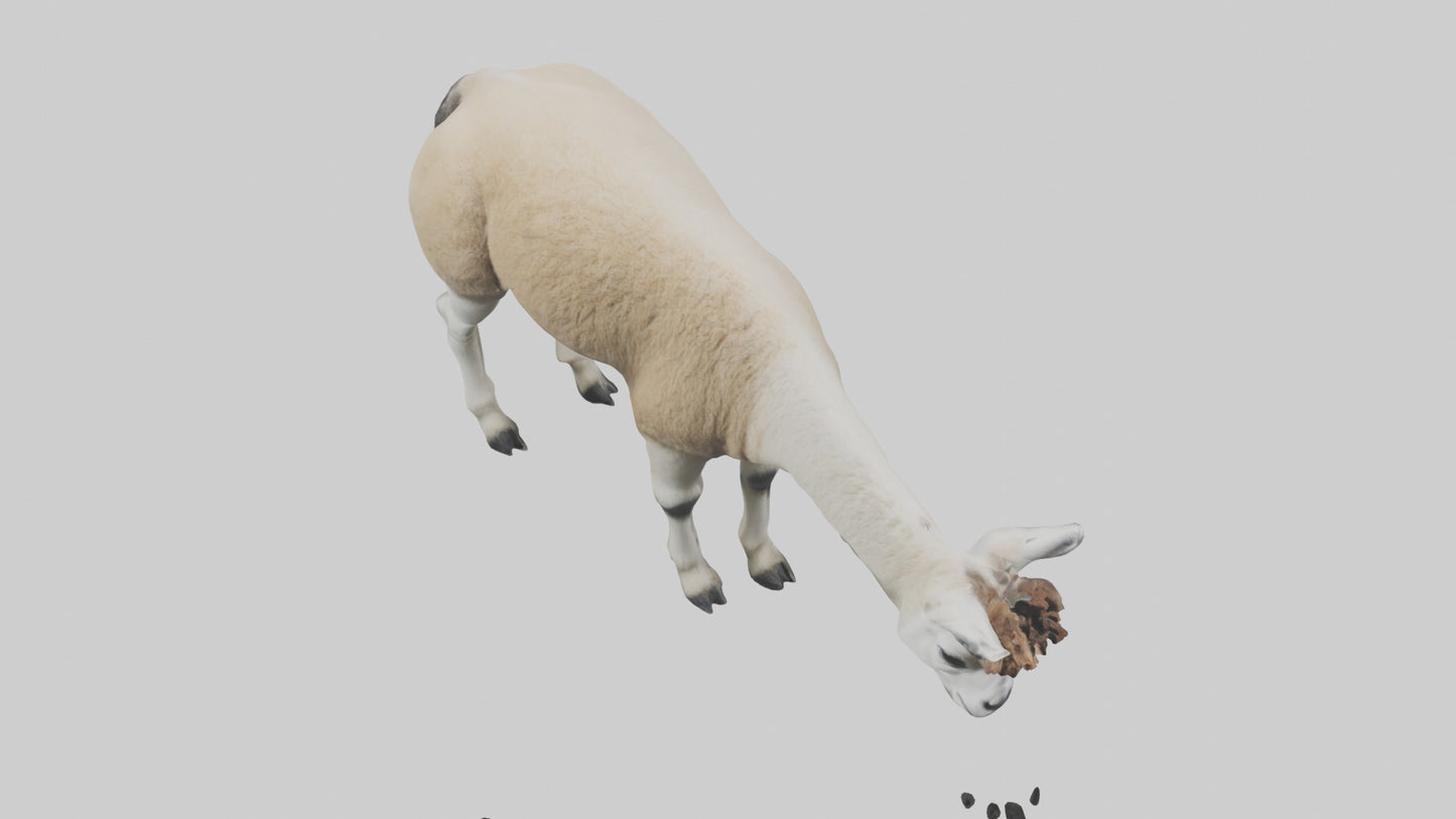 3D model Lama grazing model VR / AR / low-poly