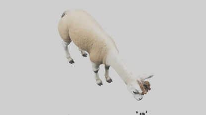 3D model Lama grazing model VR / AR / low-poly