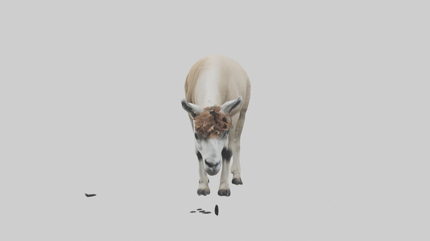 3D model Lama grazing model VR / AR / low-poly