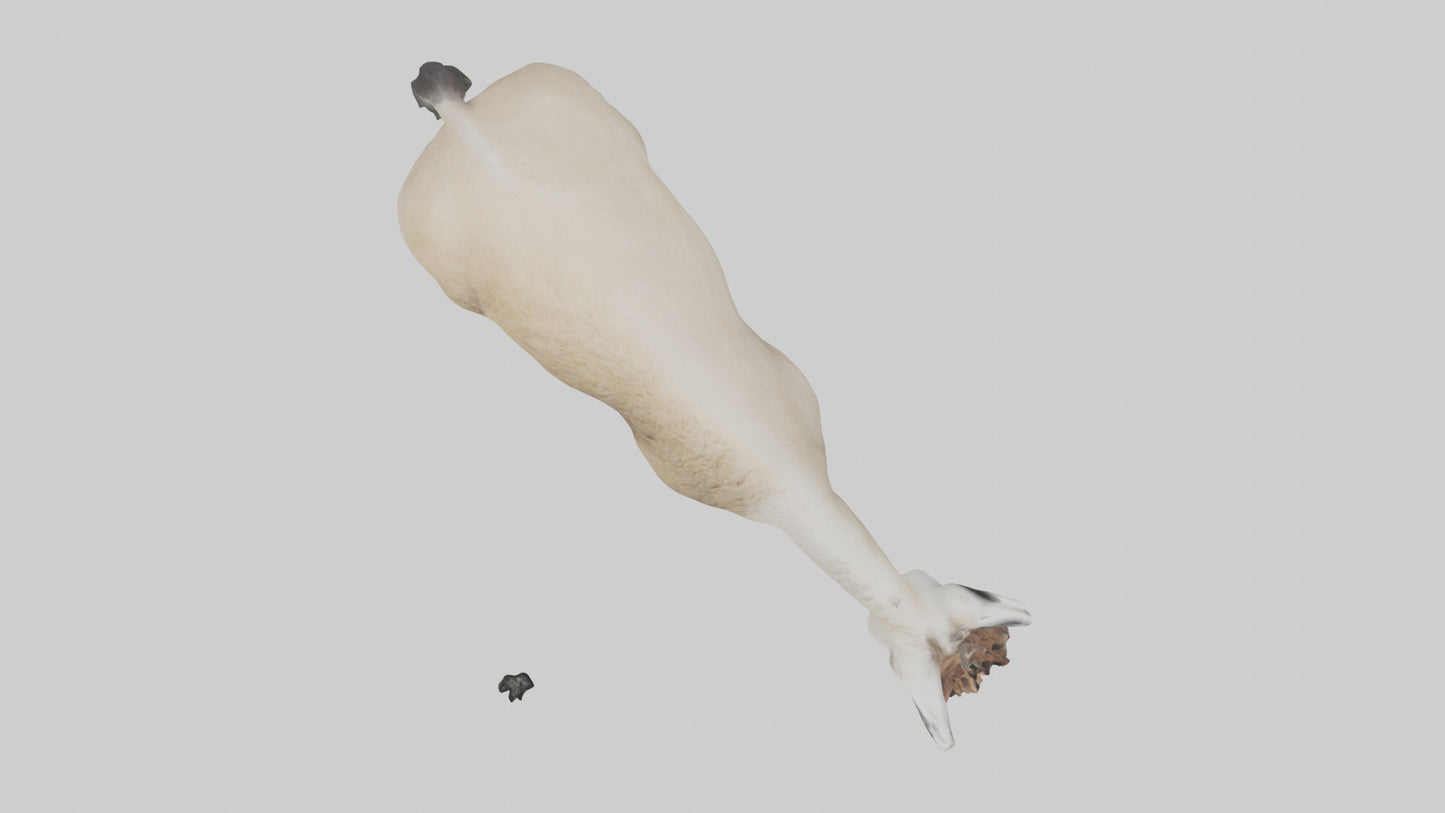 3D model Lama grazing model VR / AR / low-poly