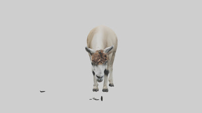 3D model Lama grazing model VR / AR / low-poly