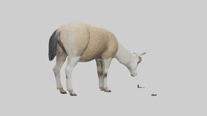 3D model Lama grazing model VR / AR / low-poly