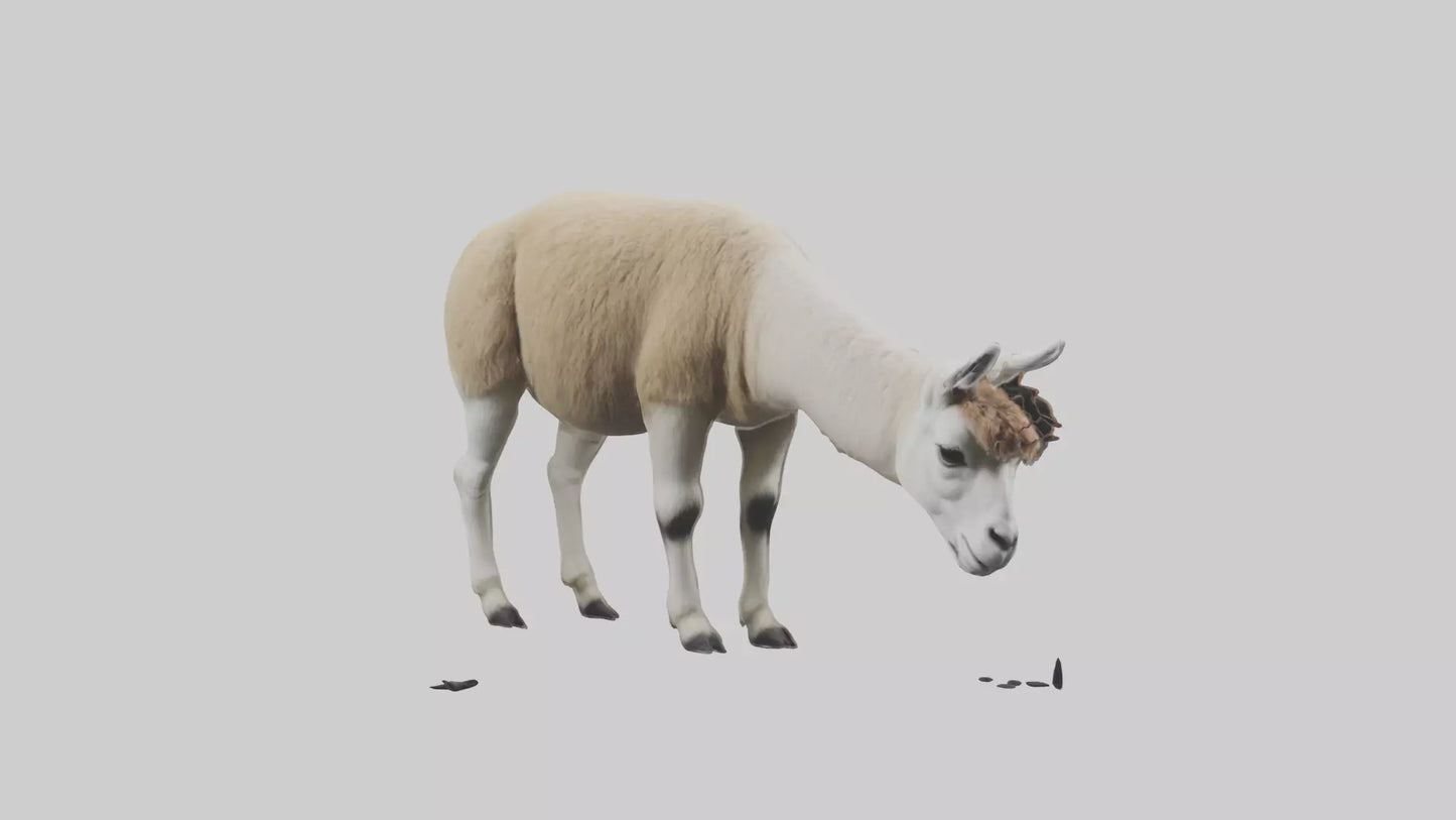 3D model Lama grazing model VR / AR / low-poly