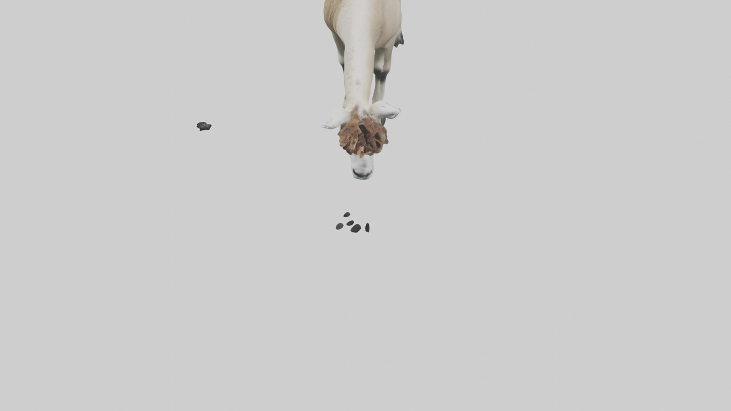 3D model Lama grazing model VR / AR / low-poly