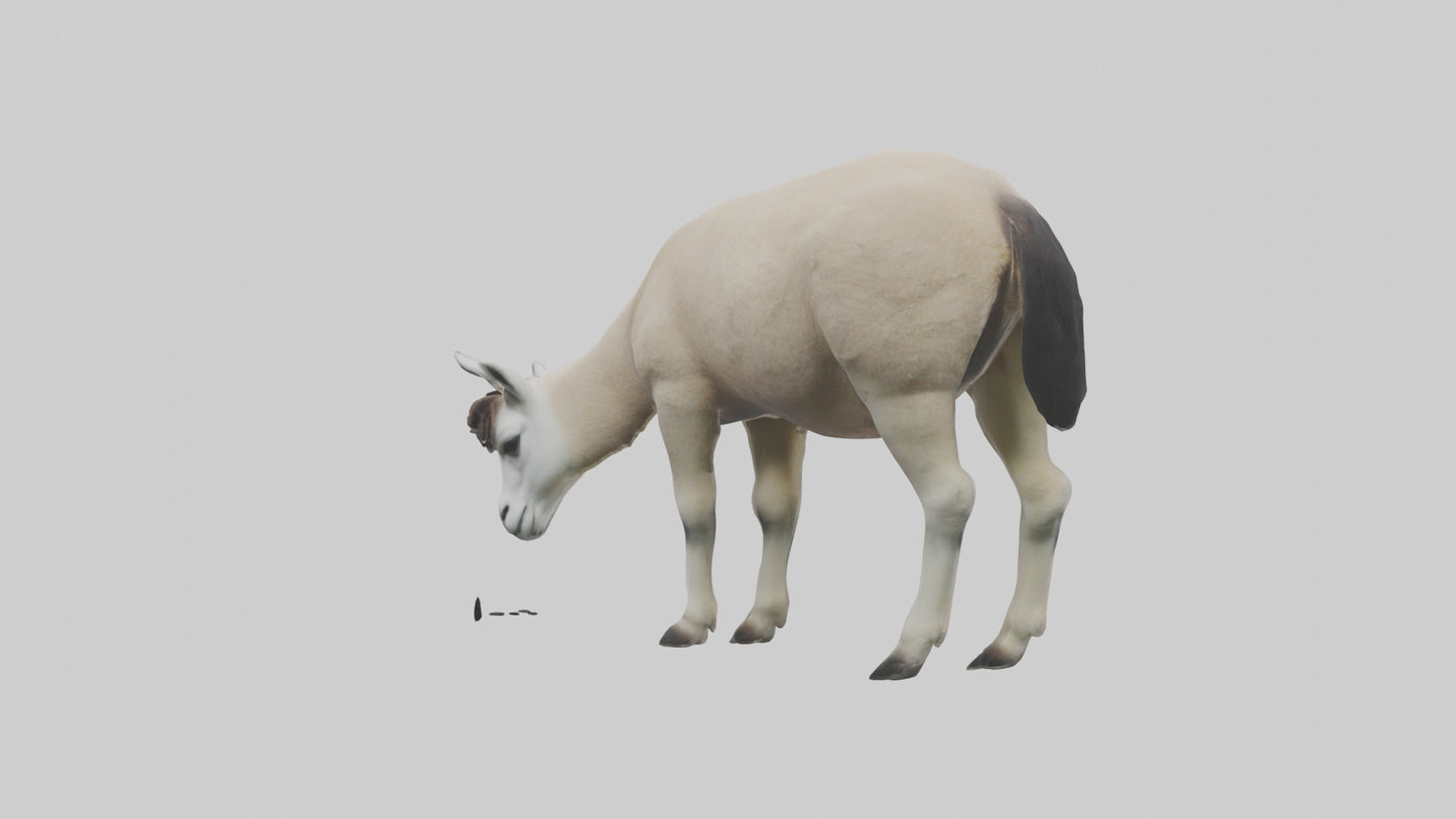 3D model Lama grazing model VR / AR / low-poly