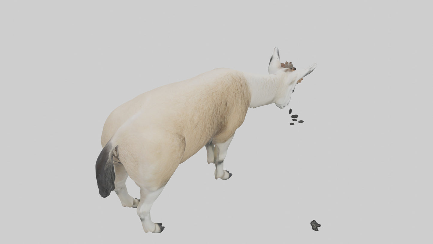 3D model Lama grazing model VR / AR / low-poly