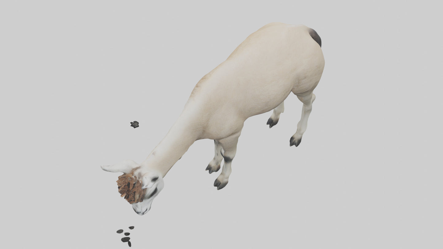 3D model Lama grazing model VR / AR / low-poly