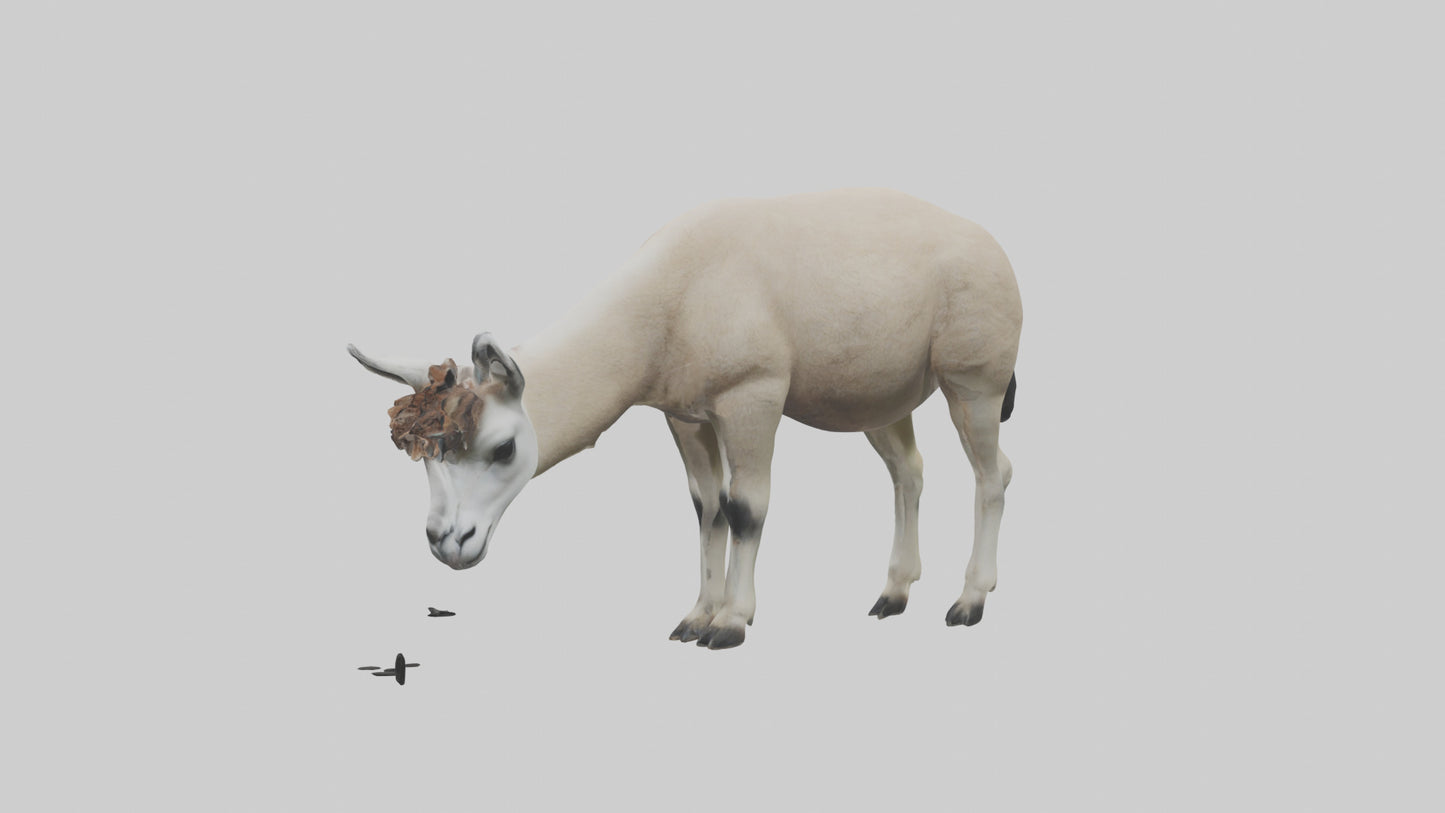 3D model Lama grazing model VR / AR / low-poly