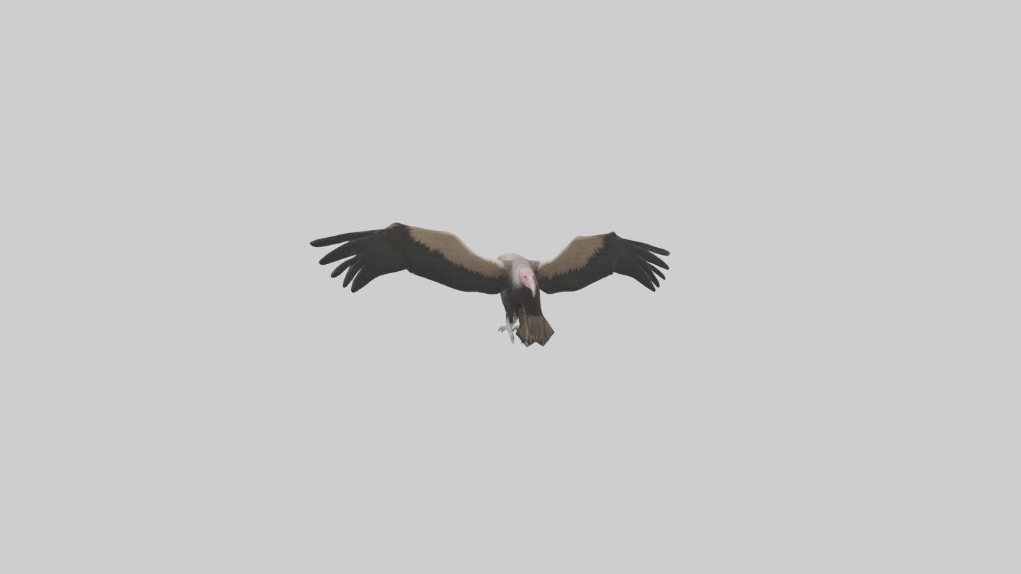 3D model LappetFaced Vulture flying model VR / AR / low-poly
