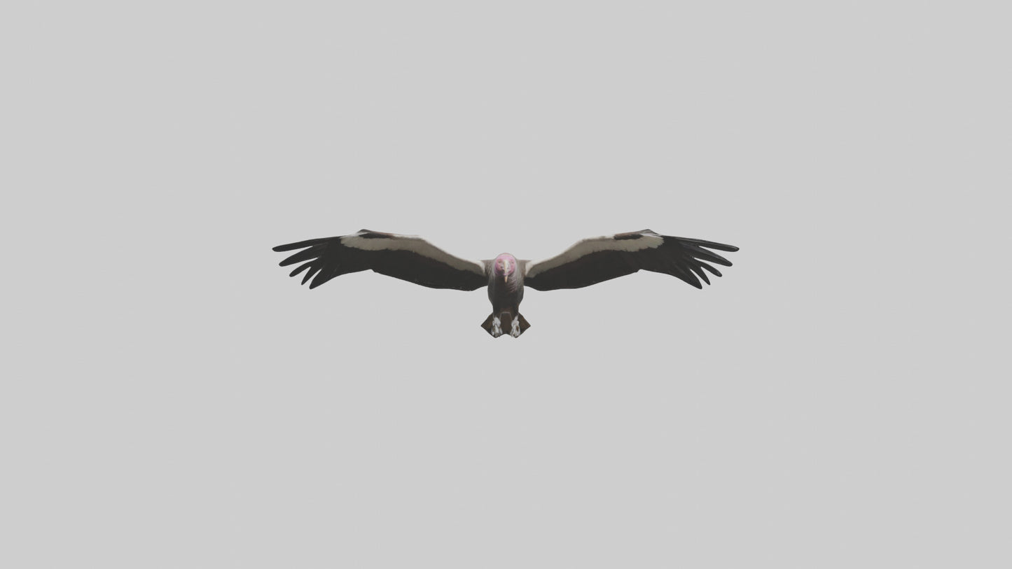 3D model LappetFaced Vulture flying model VR / AR / low-poly