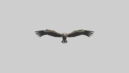 3D model LappetFaced Vulture flying model VR / AR / low-poly