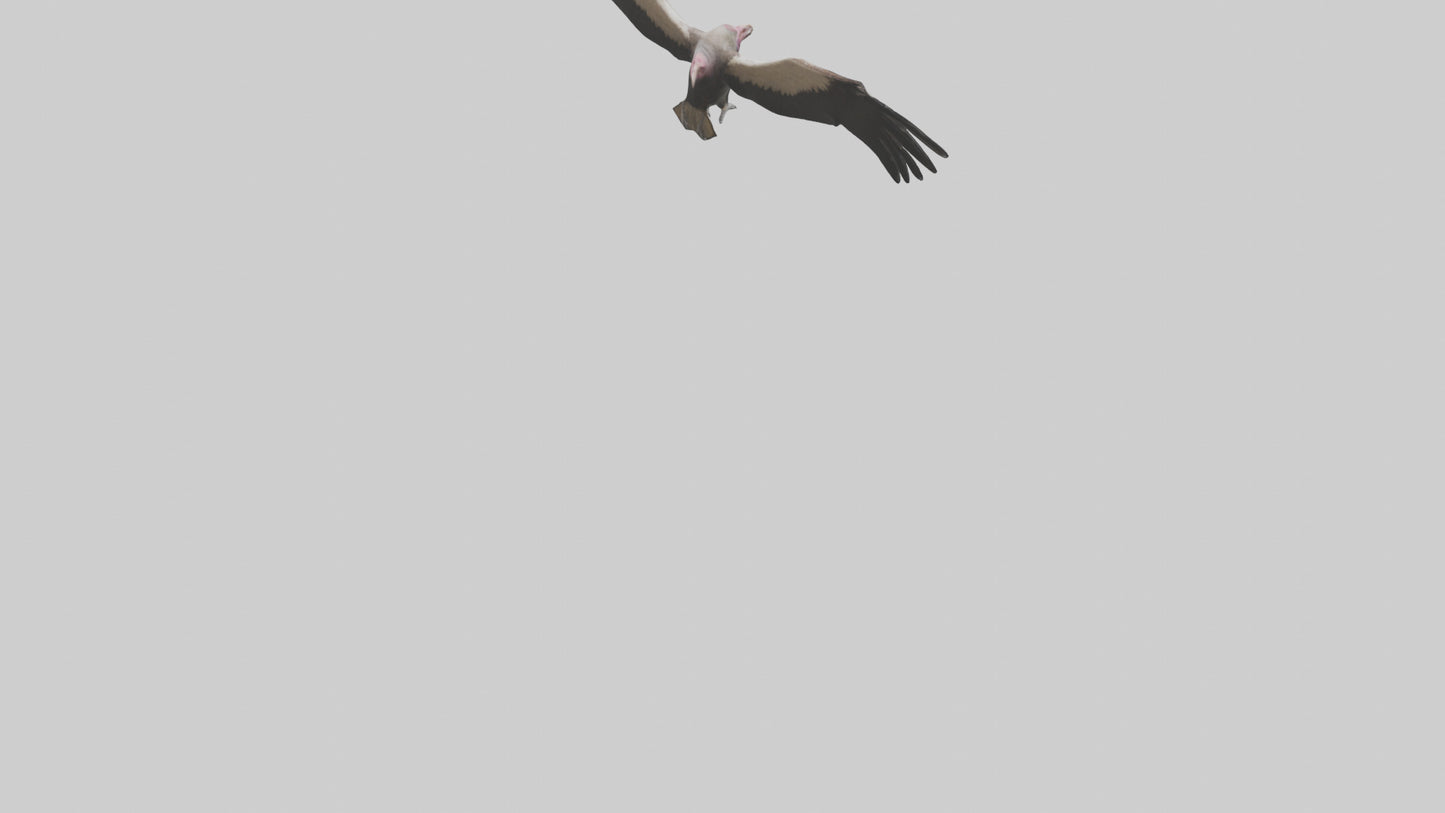 3D model LappetFaced Vulture flying model VR / AR / low-poly