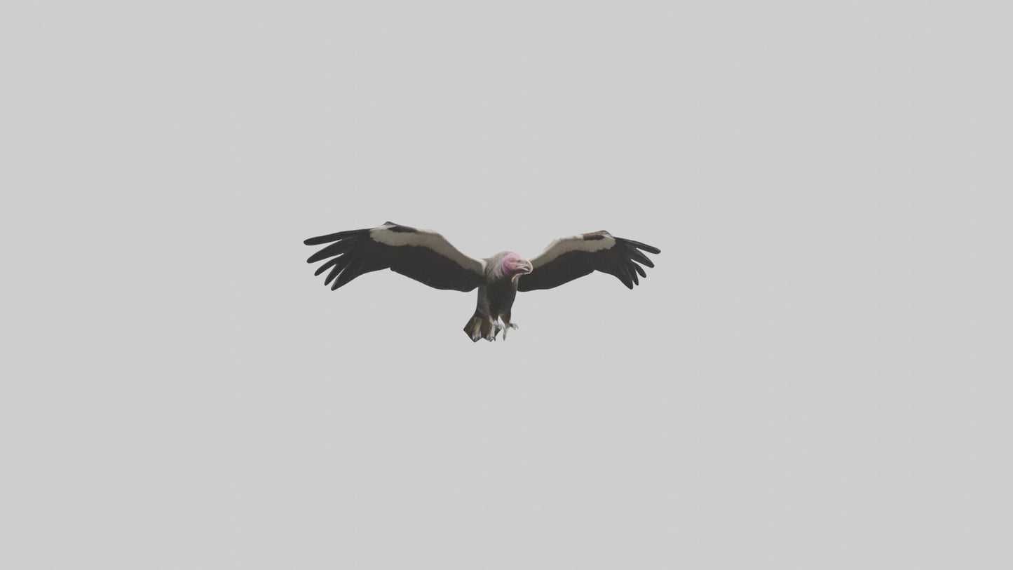 3D model LappetFaced Vulture flying model VR / AR / low-poly