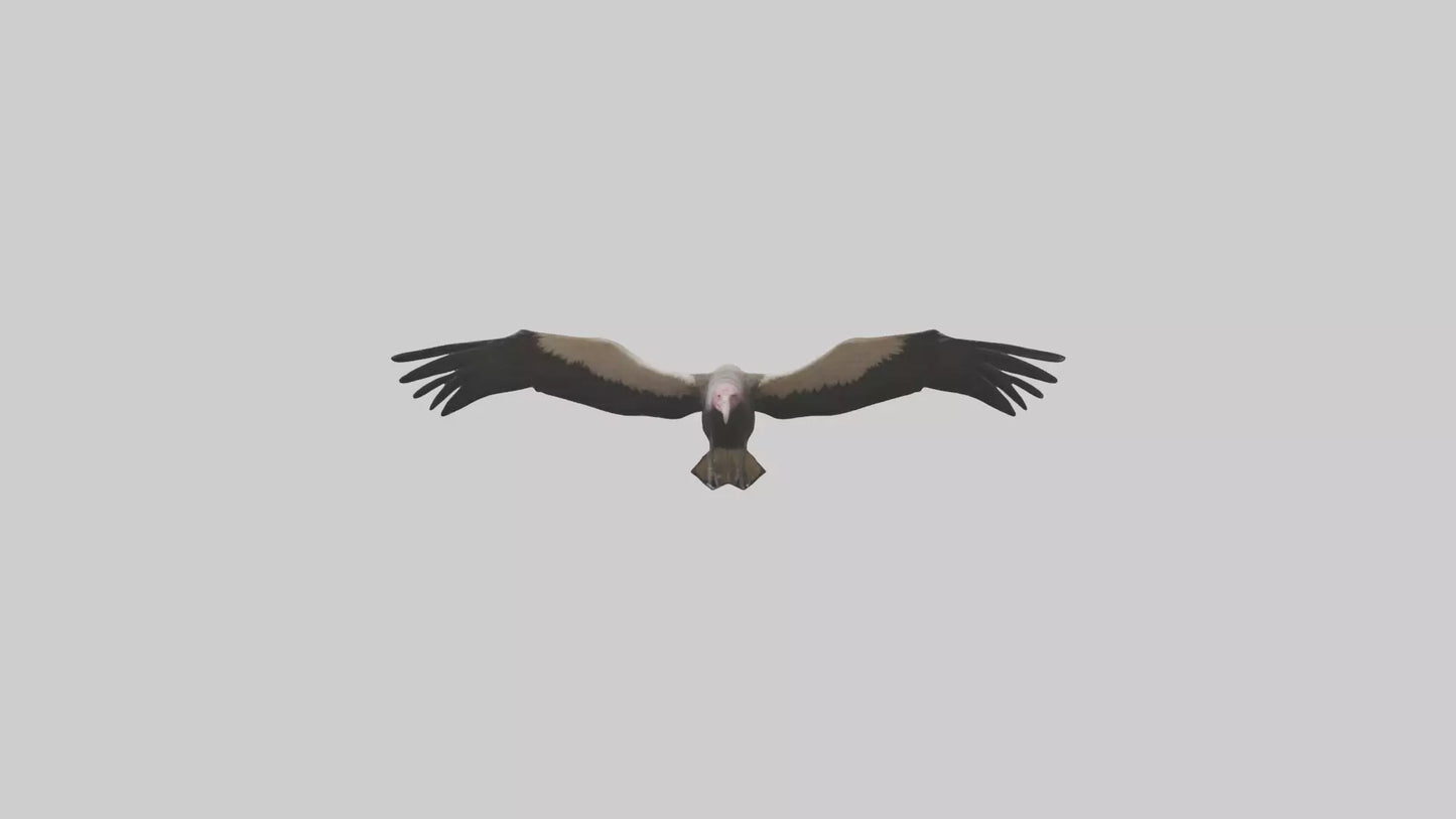 3D model LappetFaced Vulture flying model VR / AR / low-poly
