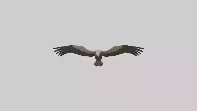 3D model LappetFaced Vulture flying model VR / AR / low-poly