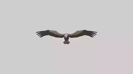 3D model LappetFaced Vulture flying model VR / AR / low-poly